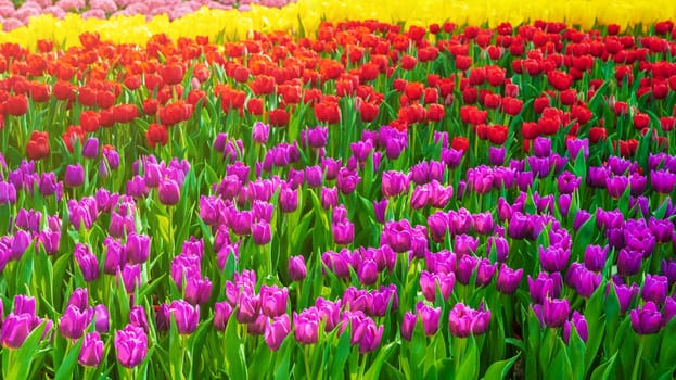 field of blooming multicolored tulips flowers in garden in spring. Beautiful colorful vivid floral background