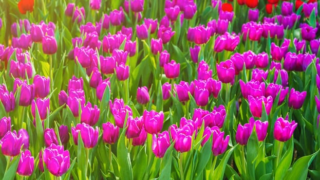 field of blooming red tulip flowers in garden in spring at sunny day. Beautiful natural blossom floral background