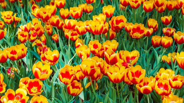 field of blooming tulip flowers in the garden in spring. Beautiful natural floral yellow orange background