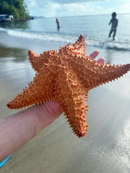 A bright orange starfish held in a person's hand at a sunny tropical beach, with children playing in the gentle ocean waves in the background.