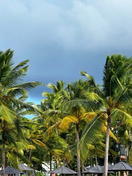 Lush green palm trees sway beneath a moody sky, with a subtle rainbow appearing in the background over a tropical resort landscape just after rainfall.