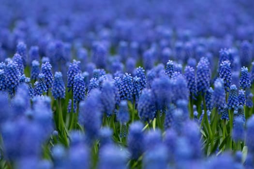 Blue muscari spring carpet Holland