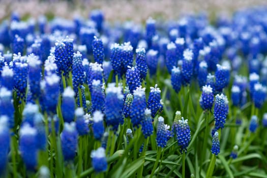 Blue muscari spring carpet Holland