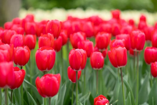 Red tulips background in a park of Holland