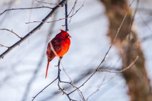 Bright red male northern cardinal sitting on a tree branch