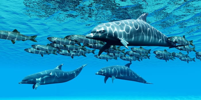 A team of Bottlenose Dolphins round up a school of Pacific Herring.