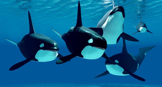 A pod of Killer whales swim together through clear ocean waters hunting for prey.