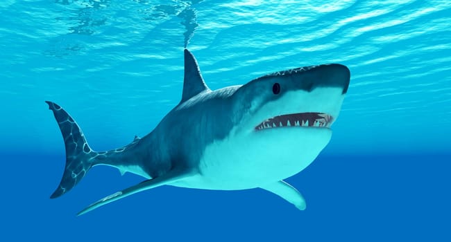The Great White Shark is an apex-predator which can grow over 26 feet or 8 meters and live for 70 years or more.