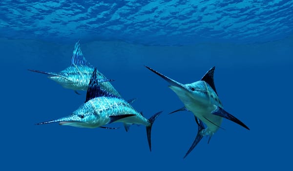 The Blue Marlin is a favorite fish of sport fishermen and one of top predators of the Atlantic ocean.
