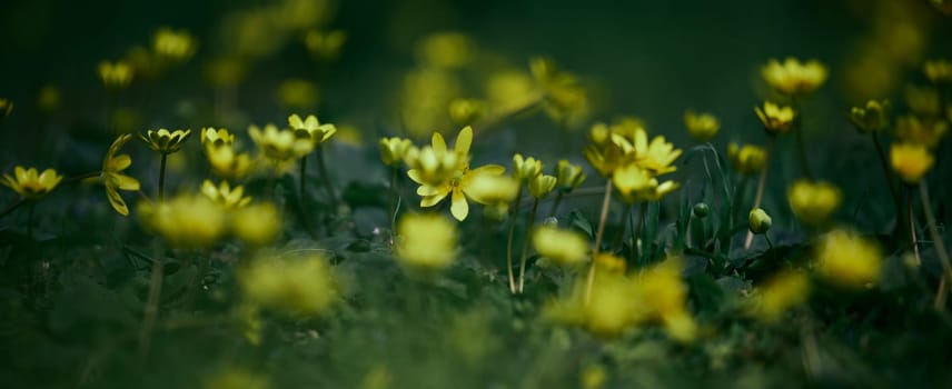 Yellow wildflowers growing in lush green grass, captured with shallow depth of field. 