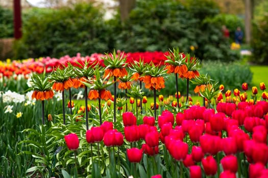 Field of the tulips and orange Fritillaria imperialis, crown imperial, imperial fritillary or Kaiser's crown in a park