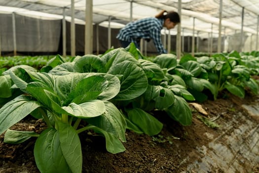 Close up of lush green leafy vegetables growing in a greenhouse,Sustainable agriculture concept.