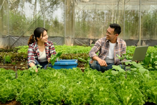 Young farmers managing organic vegetables in a greenhouse, using laptop for data analysis or crop monitoring.