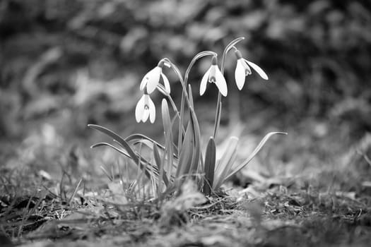 Gentle snowdrops bloom in spring among green grass in black and white. Delicate, white flowers symbolize a new beginning and the awakening of nature. Macro photography of flowers.