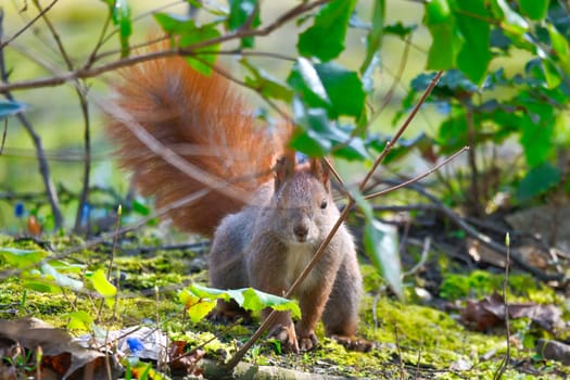 Red squirrel with bushy tail sitting in the bushes. Spring like nature mood with bright colors.
