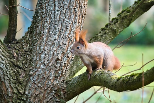 Red squirrel with bushy tail on a branch of a tree. Spring like nature mood with bright colors.