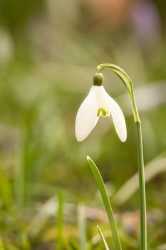 Delicate snowdrops in bloom amidst green grass. The delicate, white flowers symbolize a new beginning and the awakening of nature. Macro photography of flowers.