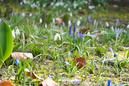 Gentle snowdrops bloom among the green grass in spring. Delicate, white flowers symbolize a new beginning and the awakening of nature. Macro photography of flowers.