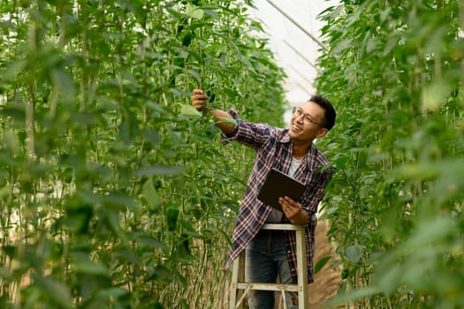 Farmer examining plants inside a greenhouse, using a digital tablet for data collection.