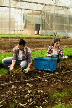 Two young farmers working together on an eco-friendly farm inside a greenhouse.