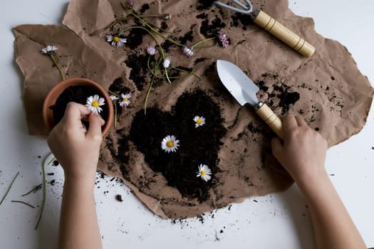 Hands planting daisies in soil on brown paper. Gardening and nature activity.
