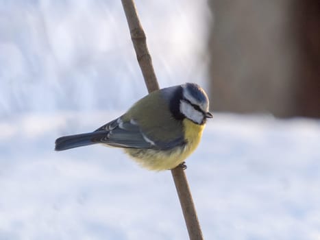 Eurasian blue tit or Cyanistes caeruleus is a small passerine bird. Standing on a branch in wintertime. Yellow chest, blue wings, white head with blue details