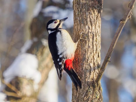 Great spotted woodpecker (Dendrocopos major) is medium-sized woodpecker with pied black and white plumage and red patch on the lower belly. Female of Great spotted woodpecker on tree trunk in winter
