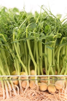 Sprouts of blue peas in a glass container, in dew. Eco-vegan bio-banner for a healthy way of living. Green natural texture background. Close-up.
