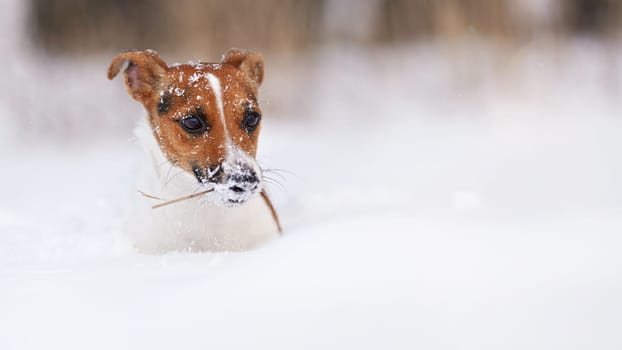 Small Jack Russell terrier dog crawling in deep snow, carrying thin stick in mouth, only her head with white crystals on fur visible