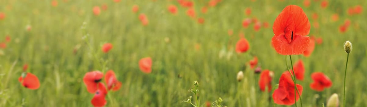 Wild red poppies flowers growing in field of green unripe wheat wide banner photo