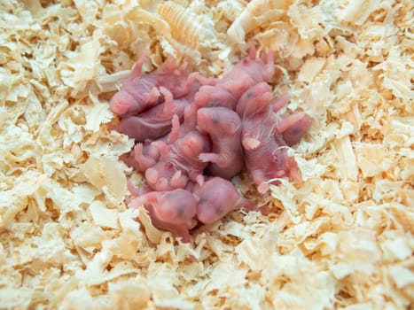 Newborn bald hamsters are lying in sawdust