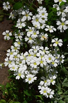 A cluster of small white flowers with five petals each, (cerastium biebersteinii). The purple flowers are round and concentrated in clusters. The white flowers have a yellow center and are surrounded by green foliage.