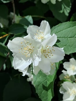 A close-up of white jasmine flowers with yellow stamens, surrounded by green leaves. The delicate petals are in full bloom, with lighting highlighting the texture of the petals and the vibrant colors