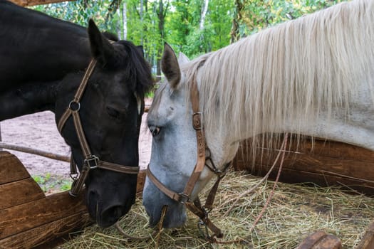 Two horses, one black and one white, eat hay calmly inside a wooden pen on a farm in the countryside