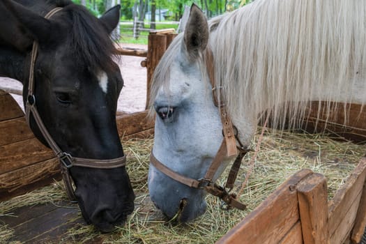 Two horses, one black and one white, eat hay calmly inside a wooden pen on a farm in the countryside