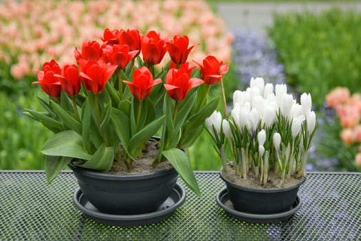 Easter pots with red tulips and white crocuses. Home decoration for Easter.