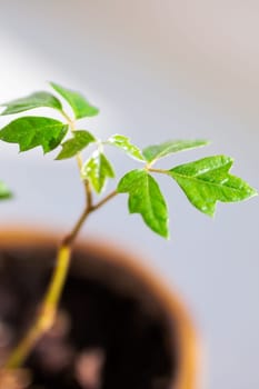 A small, vibrant plant with lush green leaves is steadily growing in a beautifully decorated flowerpot that adds charm to any space