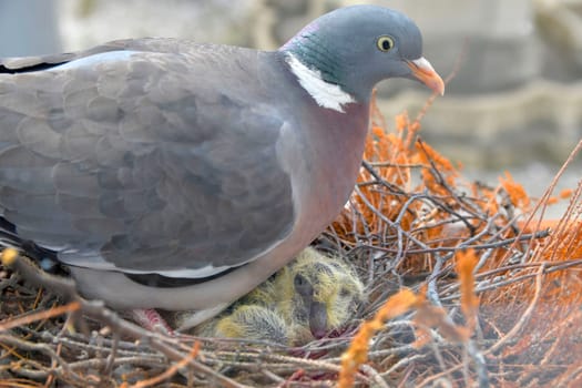 A dove warms the little pigeons. The concept of pigeon life in the city.