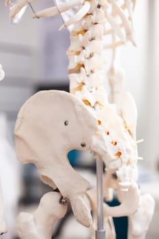In clinical setting, closeup of pelvis in human skeleton model positioned for osteopathic assessment in empty medical office. Sideview shot of pelvic bone structure in vacant hospital room.