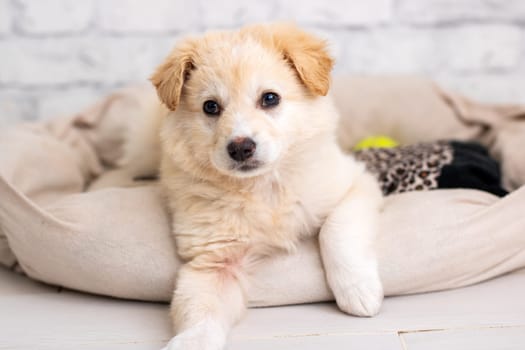 A small puppy is comfortably laying on a soft blanket inside its cozy dog bed, curiously looking at the camera with its adorable eyes