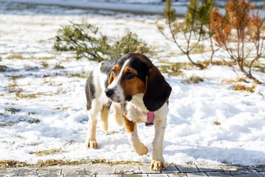 A small dog that is wearing a cute, stylish pink harness is standing proudly in the fresh snow, enjoying the winter wonderland around it