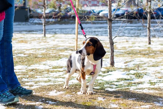 A person is standing nearby next to a small dog that is on a leash, showcasing the bond between humans and their pets, particularly dogs