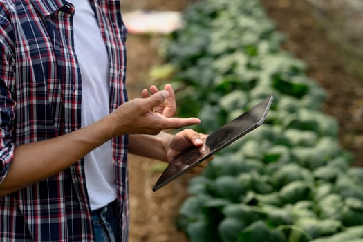Organic farmer using digital tablet to assess crop conditions in a greenhouse.