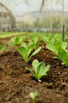Young green lettuce seedlings growing in rich brown soil inside a greenhouse.