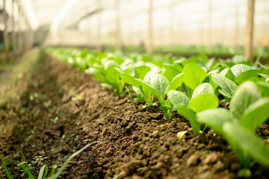 Young green lettuce seedlings growing in rich brown soil inside a greenhouse.