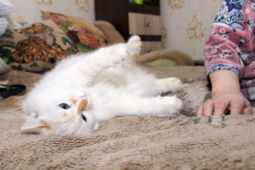 A fluffy white cat is comfortably laying on its back on a cozy bed, while a woman happily plays with it, enjoying their time together