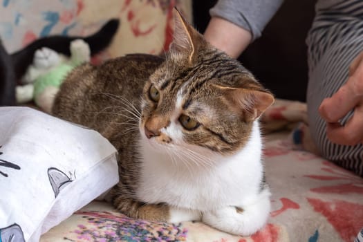 A fluffy cat is comfortably laying on a colorful blanket, gazing curiously at the camera as if posing for a picture