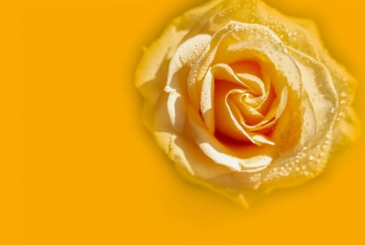 Peach rose with raindrops close-up on yellow background. rose closeup isolated on white background. High quality photo