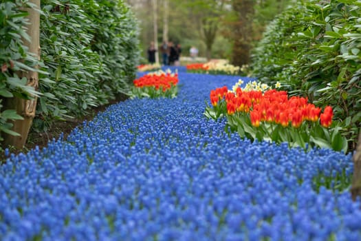 Blue muscari spring carpet Holland