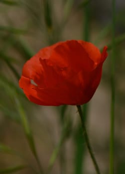A radiant red poppy blooms in a serene meadow, illuminated by the warm glow of sunset. Delicate green grasses sway softly in the breeze, creating a peaceful atmosphere.